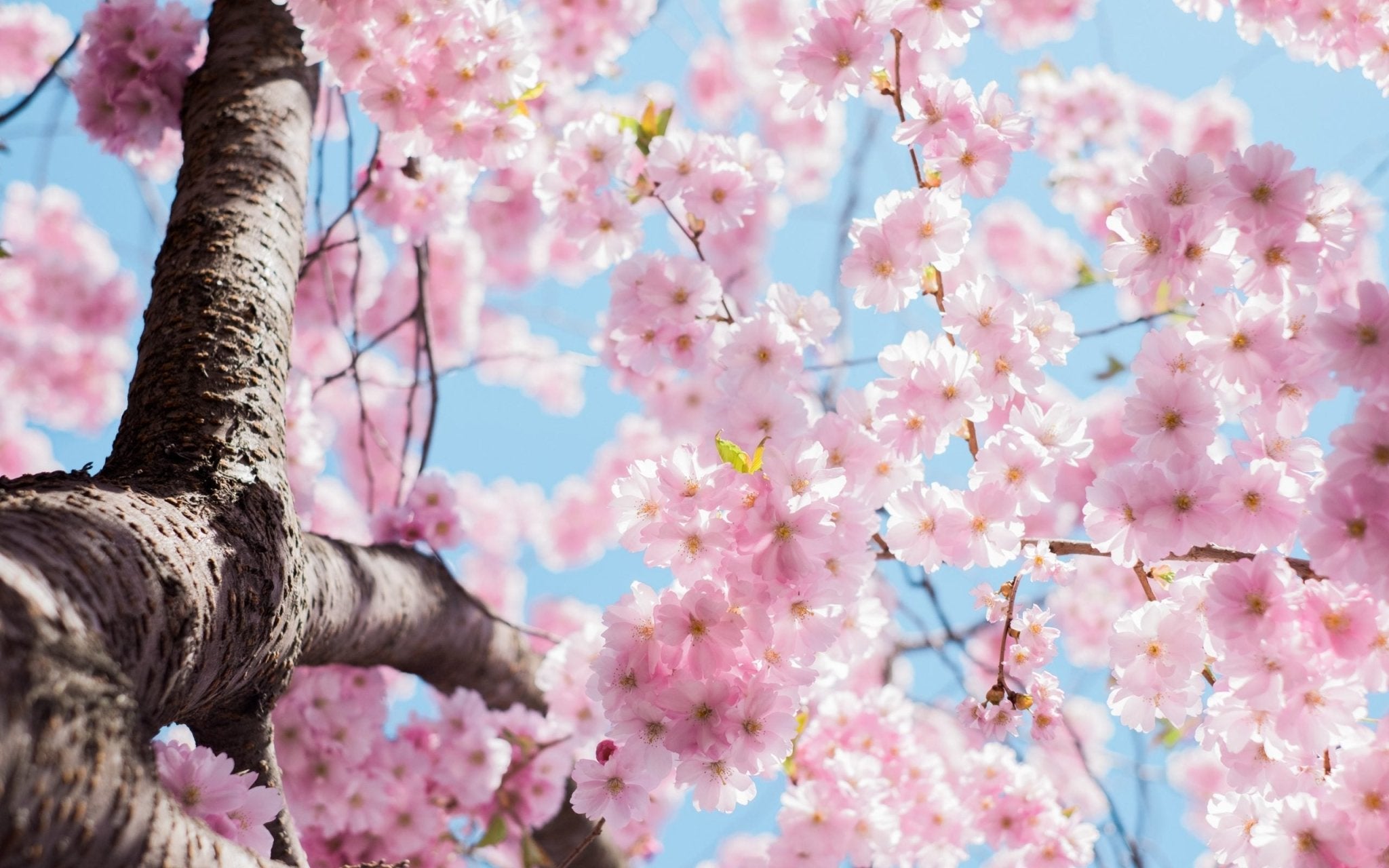 Printemps & Ayurveda Comment faire peau neuve ? - TAAJ PARIS